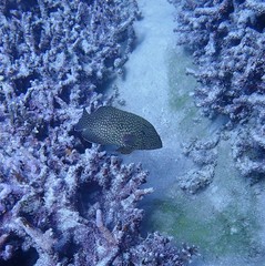Cephalopholis cyanostigma
