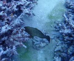 Cephalopholis cyanostigma