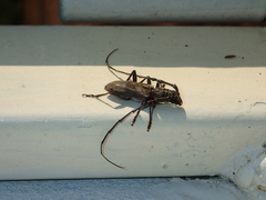 Diorthus simplex