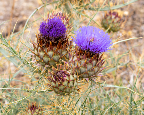 Avistamiento Alcaucil (alcachofa silvestre)