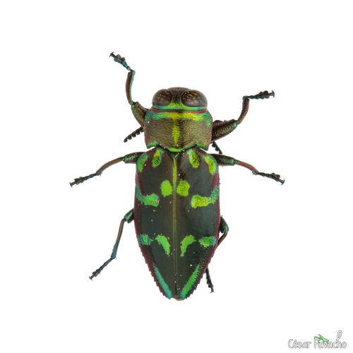 Chrysobothris nobilis · iNaturalist