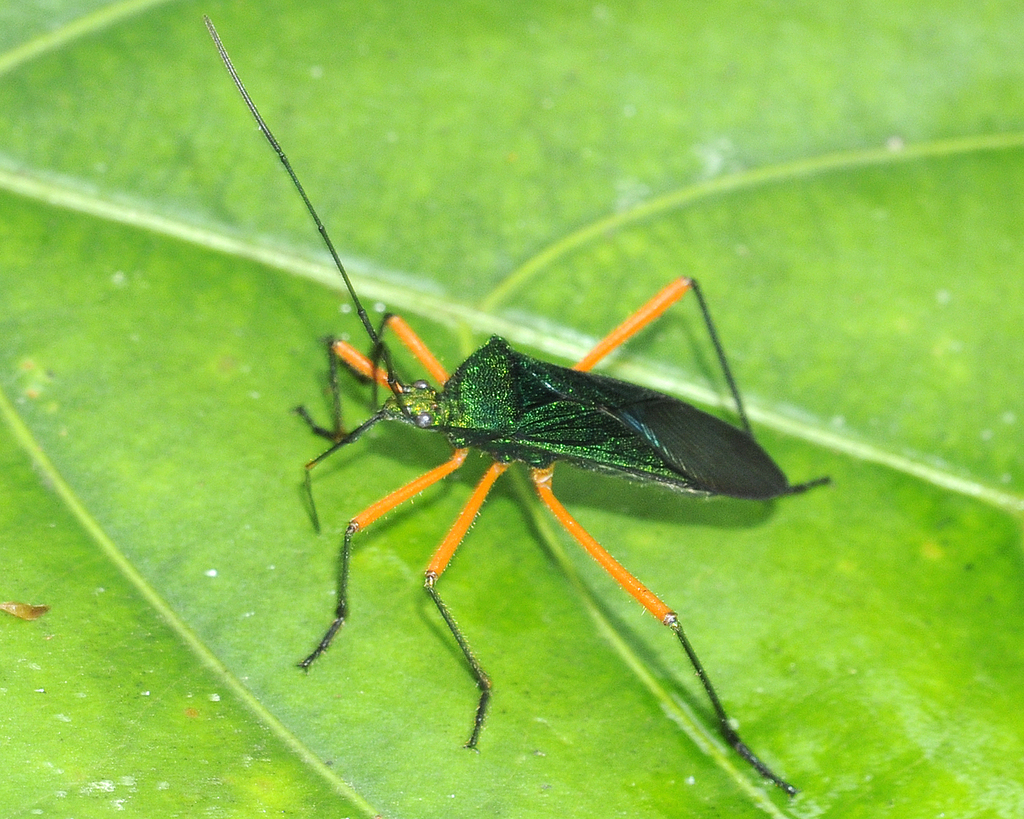 Phthiarella femorata