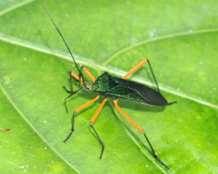 Phthiarella femorata