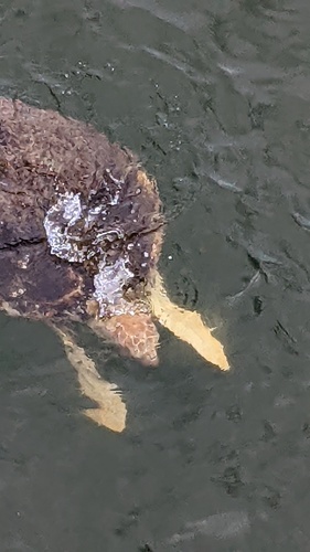 Loggerhead Sea Turtle photographed in Alabama