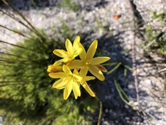 Ixia odorata