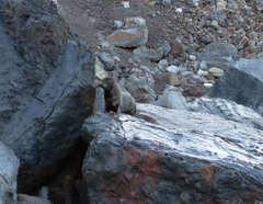 Arctocephalus galapagoensis