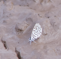 Tarucus sybaris linearis