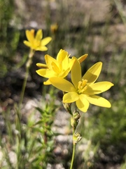 Ixia odorata