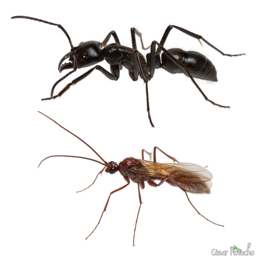 Dinoponera gigantea · iNaturalist