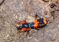 Ectomocoris