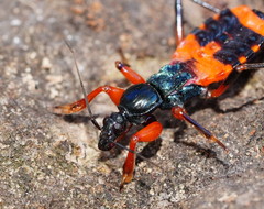 Ectomocoris