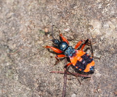 Ectomocoris