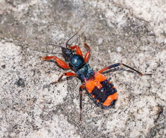 Ectomocoris