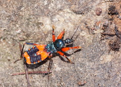 Ectomocoris
