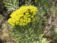 Hymenolepis
