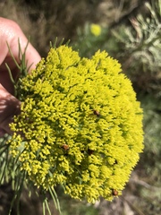 Hymenolepis