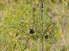 Hakea propinqua