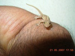 Cnemaspis mysoriensis