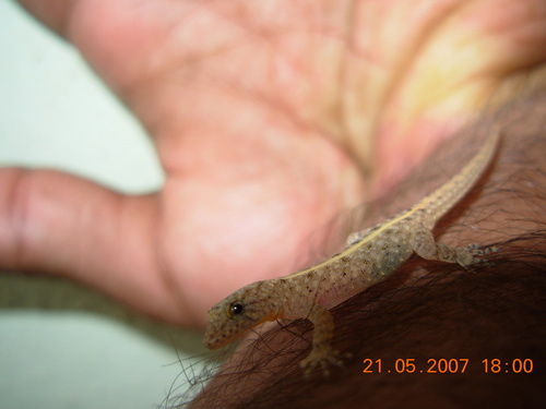 Mysore Day Gecko, Cnemaspis mysoriensis