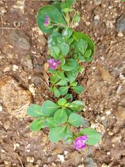 Corbichonia decumbens