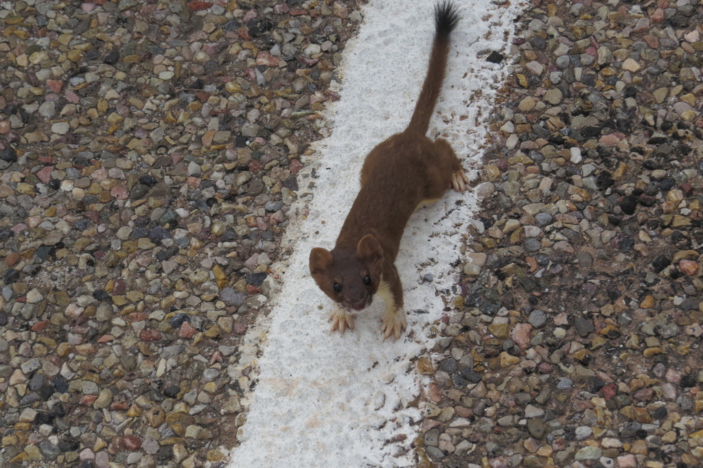 Long-tailed Weasel in October 2016 by bryanto · iNaturalist