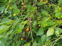 Cordia caffra