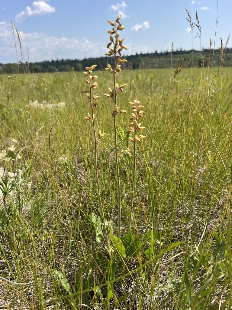 prairie alumroot