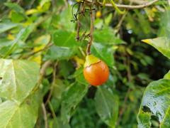 Cordia caffra