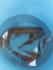 Salvelinus fontinalis image