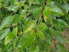 Cordia caffra