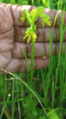 Habenaria marginata