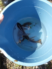 Salvelinus fontinalis image