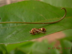 Ropalidia variegata