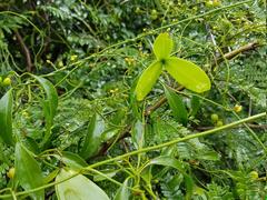 Pristimera longipetiolata