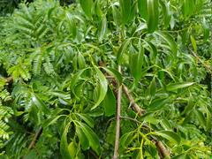 Pristimera longipetiolata