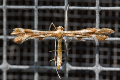 Rose Plume Moth photo 4