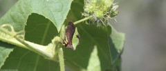 Hyphinoe camelus