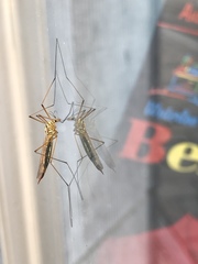 Tipulinae