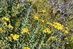Senecio ilicifolius