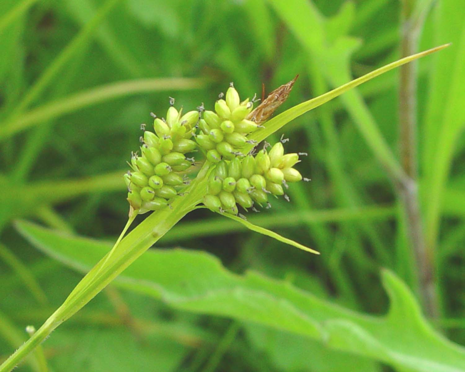 Carex pallescens