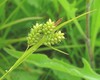 Pale Sedge - Photo (c) lern, some rights reserved (CC BY-NC), uploaded by lern