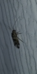 Graphopsocus