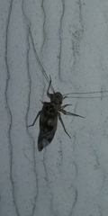 Graphopsocus
