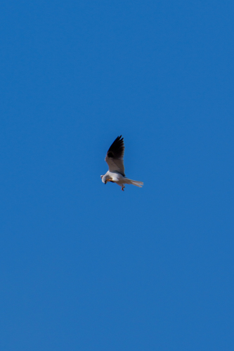 iNaturalist observation photo of White-tailed Kite