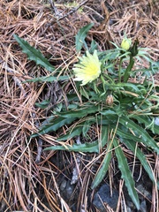 Schlagintweitia intybacea