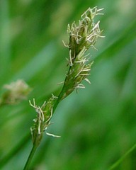 Carex remota
