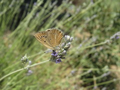 Polyommatus violetae