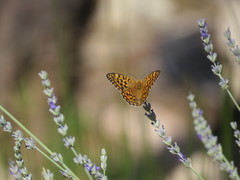 Argynnis