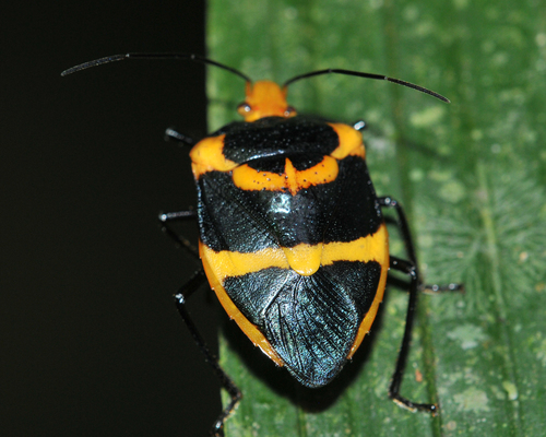 Pharypia pulchella