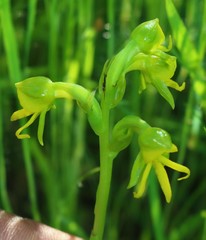 Habenaria marginata